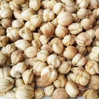 Cardamom 3